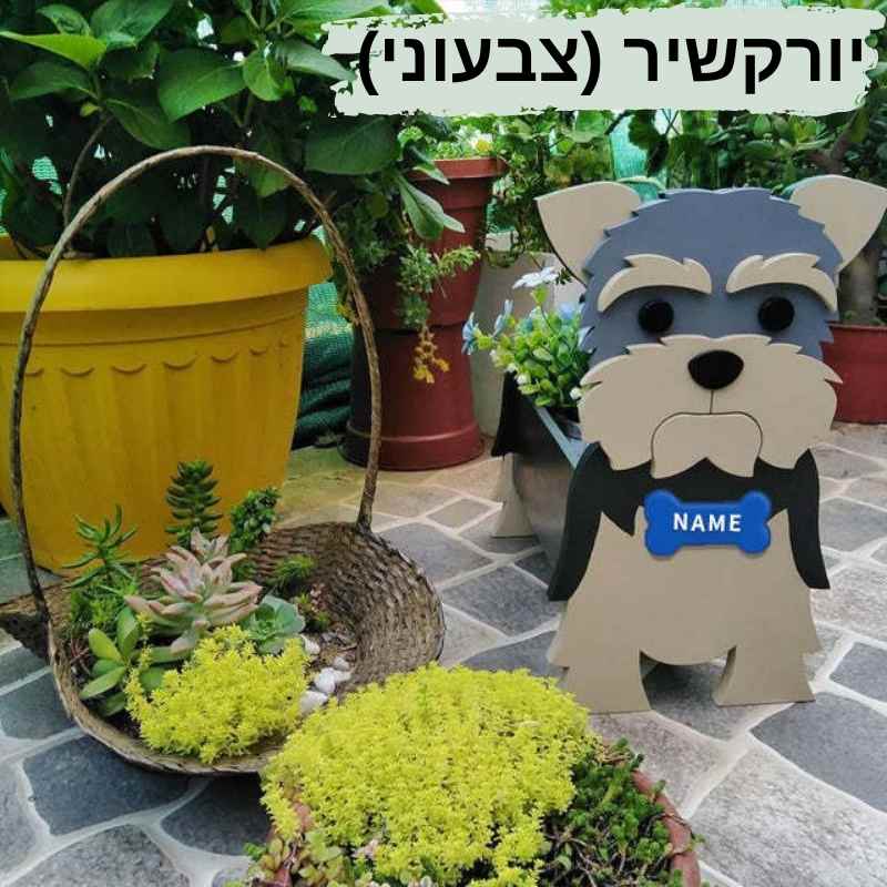 יורקשיר צבעוני