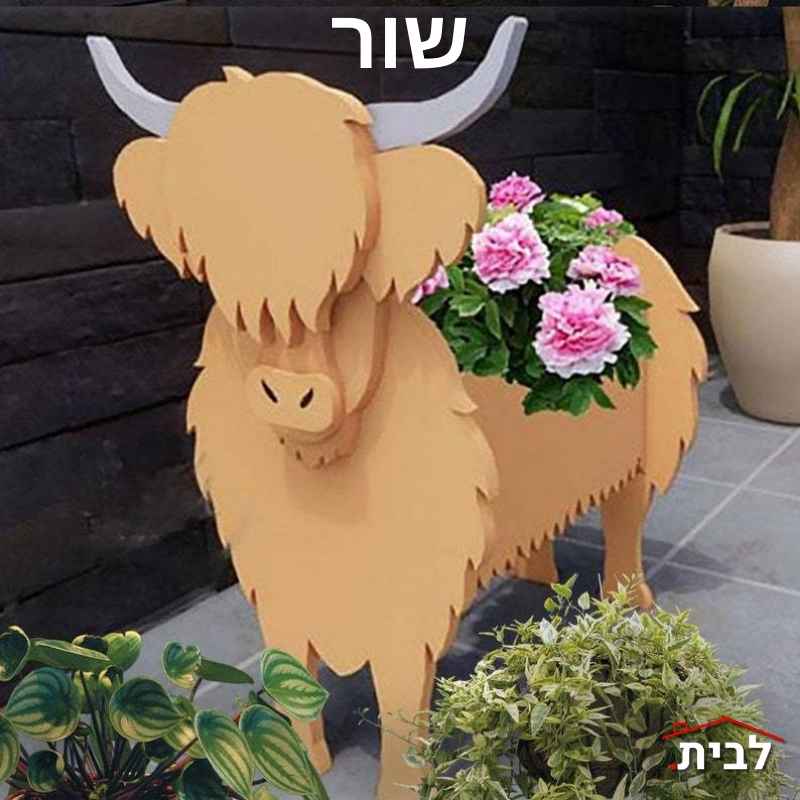 שור